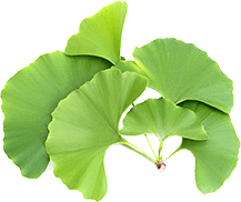 Ginkgo biloba